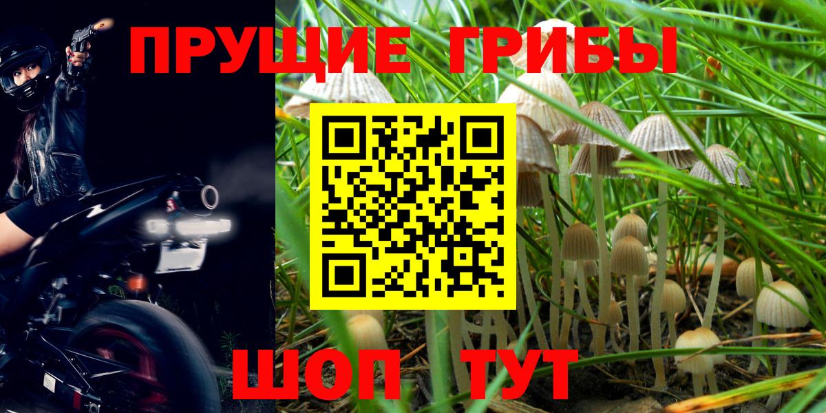 Псилоцибиновые грибы мицелий Ленинск-Кузнецкий